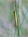 1.ConeheadShort-wingedSawfly-larvaDorsetJuly-2009-(10)